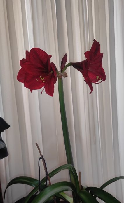 Продам цветы гиппеаструма и амазонской лилии. Цена указана без горшка.