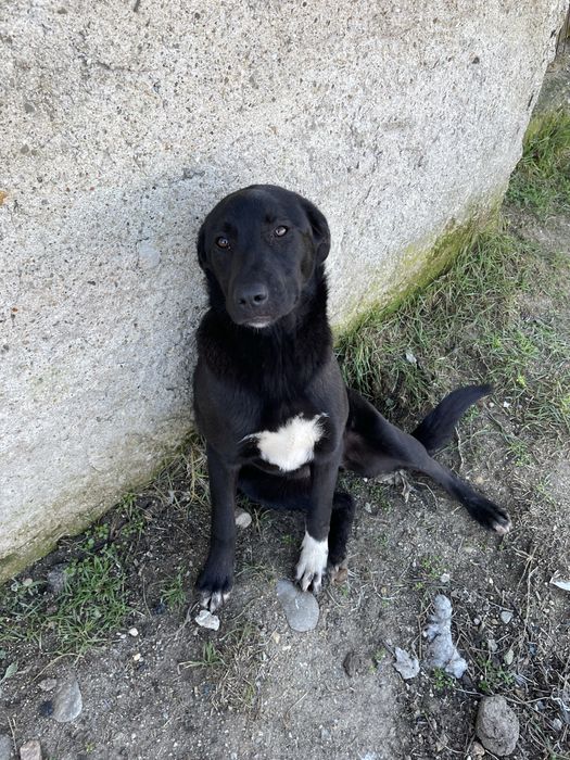 Caini superbi pentru adoptie gratis