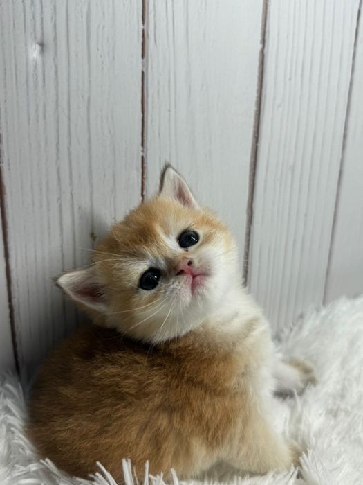 Золотой комочек счастья