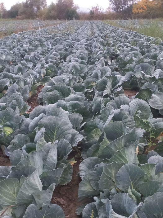 Vand varza de toamna