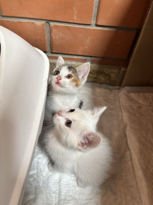Котята бездомыши ищут добрые руки и жилплощадь
