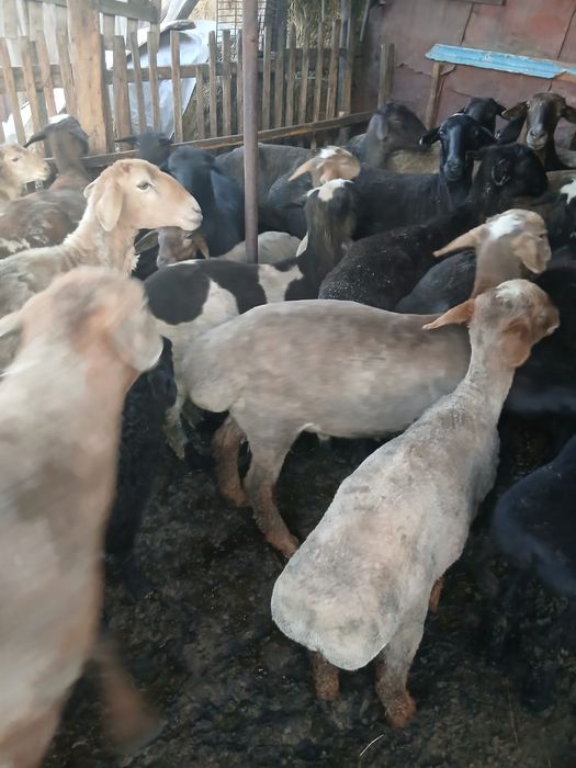Продам баран домашних