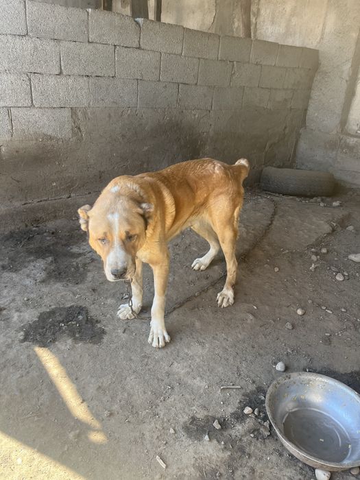 алабай тобет шатыс