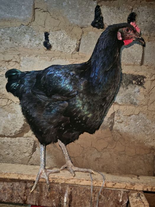 Qora shagzodda Tovuq Xorozlari sotiladi 17 dona tovuq 3 dona Xoroz