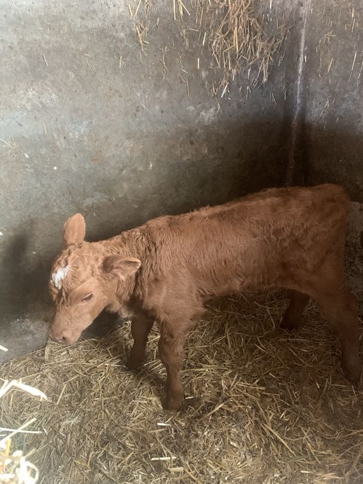 Vitica din rasa de carne Angus rosu