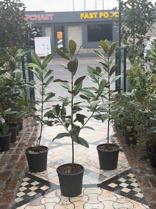 Магнолия Литл Джем Magnoliya Litl Gem