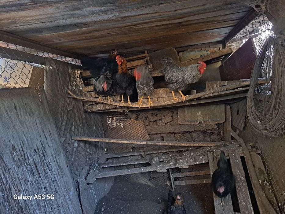 Кур и петухов продам