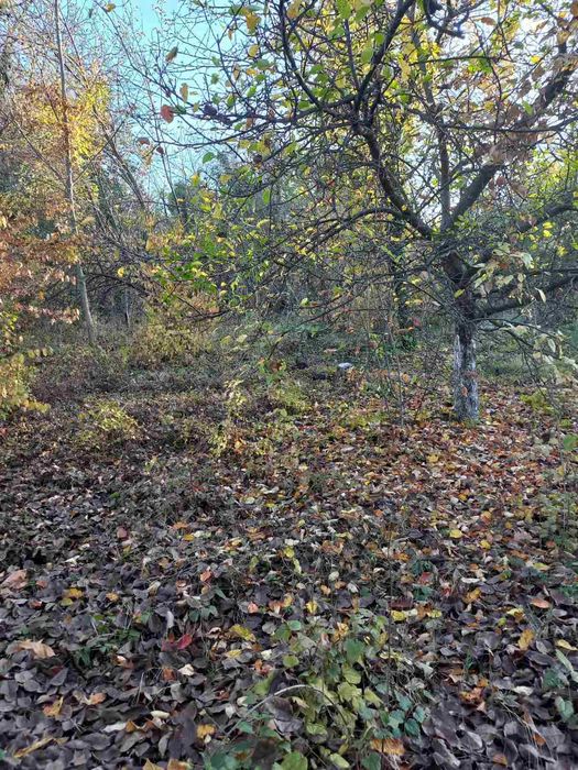 Услуги със Самосвал, Челен товарач, Багер