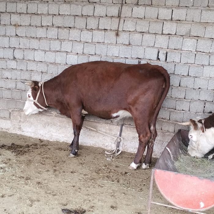 Белова Маша секс