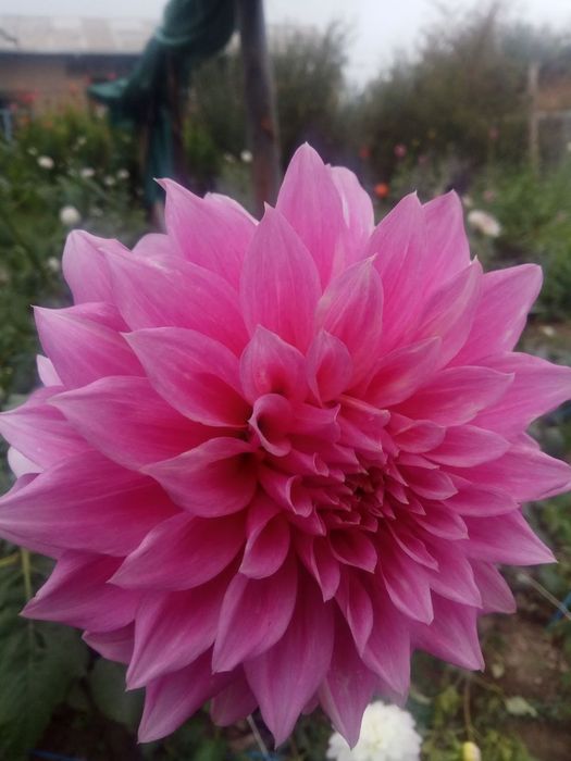 Георгин картошкаси бор сотилади срочна