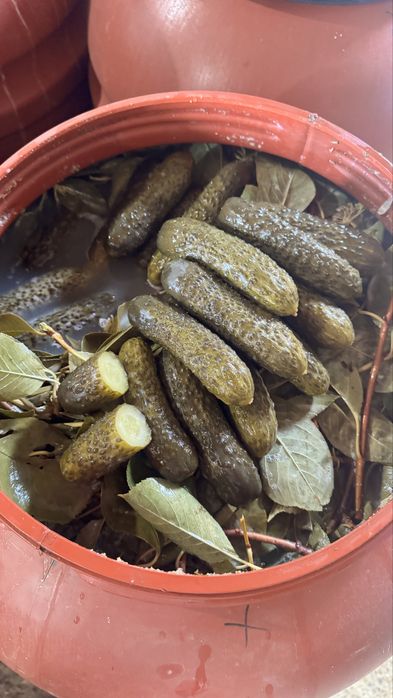 Castraveti murati