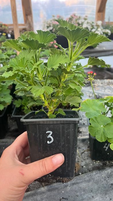 Королевская Герань