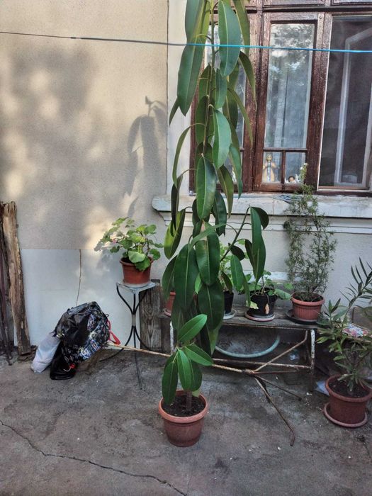 Ficus la ghiveci