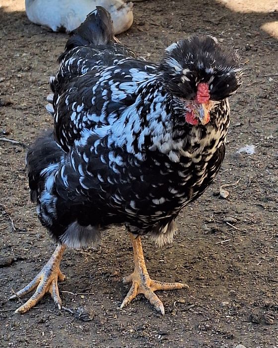 Ouă găini moțate pentru incubat