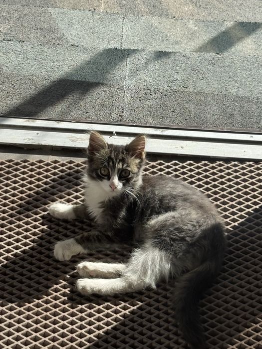 котенок ищет домик