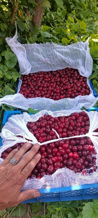 Продам саженцы малины