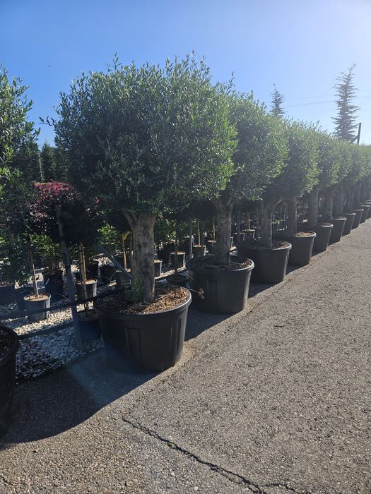 Leylandi maslin bonsai glandeflora