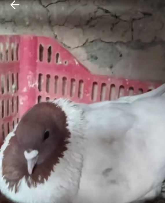 Продажа голубей разной масти