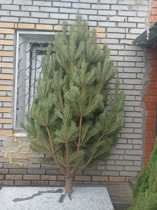 Ёлки Новогодние.