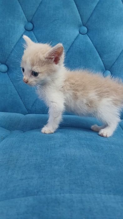 Отдаём котят бесплатно в хорошие руки