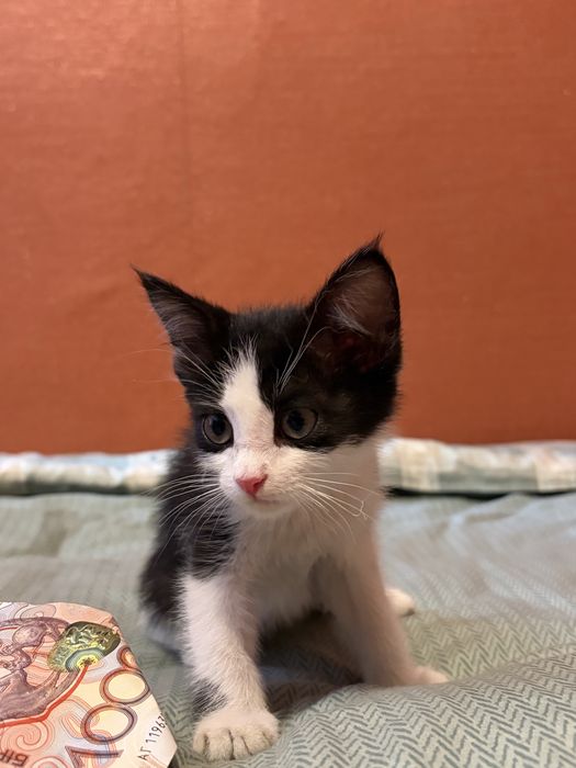 Отдам котенка в добрые руки