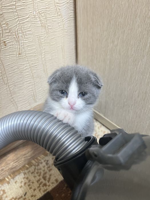 Продам котят британцы 10000