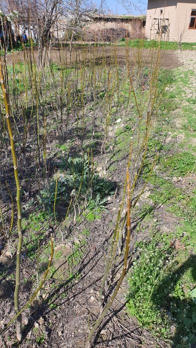 Йонгок кучатлари