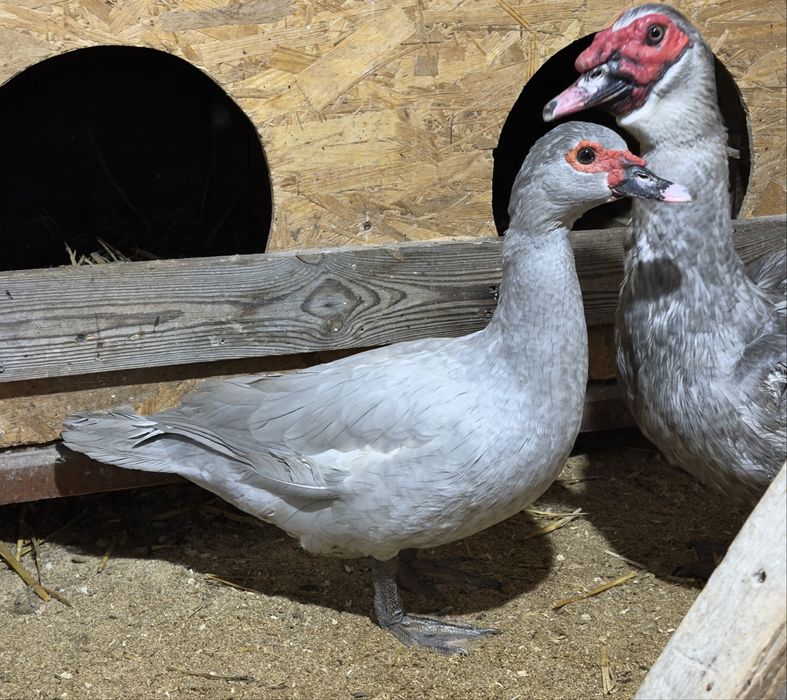 Пара индоуток окрас лаванда