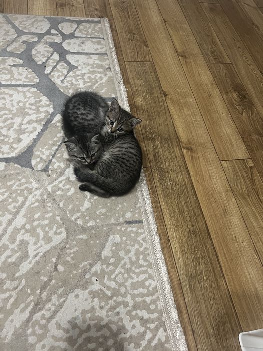 Британские котята
