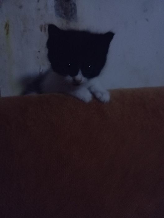 Отдам даром  котят