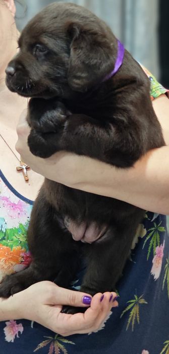 Щенки лабрадор ретривера