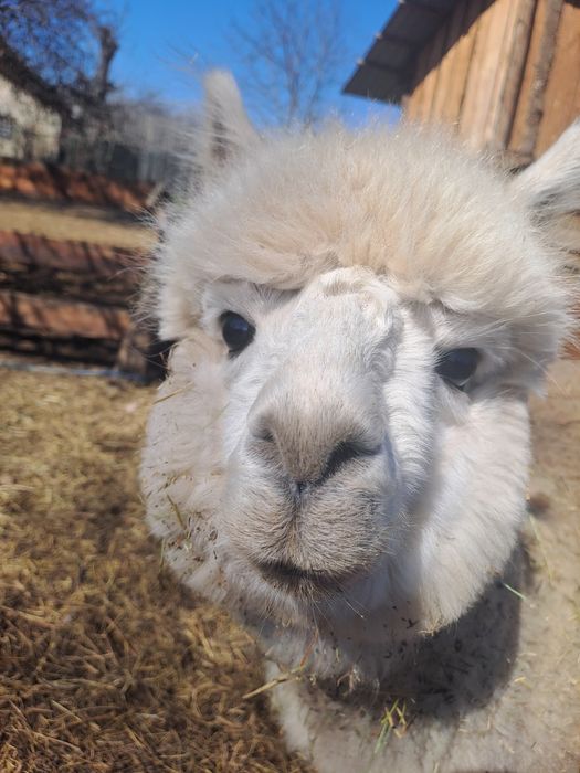 Vand alpaca femele si masculi