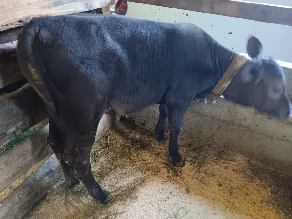 Vițică angus de vânzare