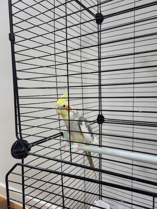 Корелла попугай.