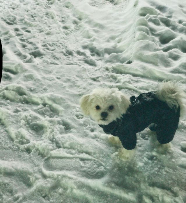 Продам Мальтипу F1