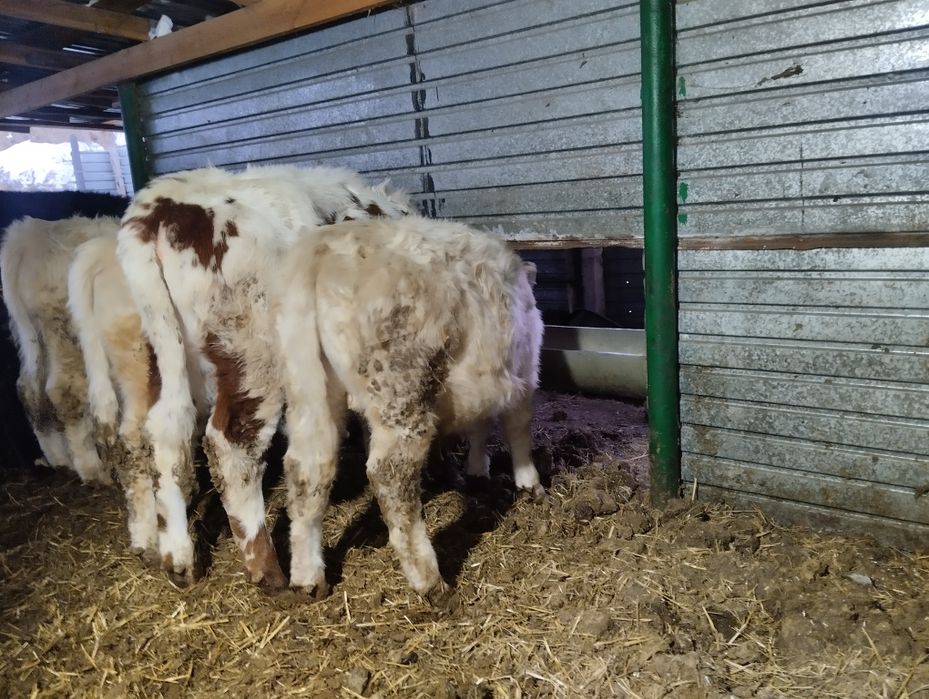 Продам телят восемесячные