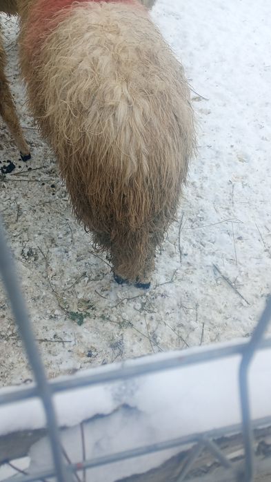 Berbec rasa pt reproductie