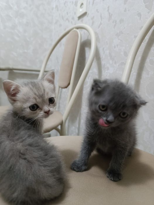 Котята  1,5 месяца недорого