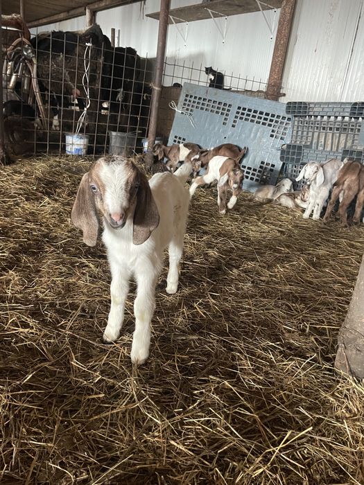 Tapisori si iedute anglo nubian