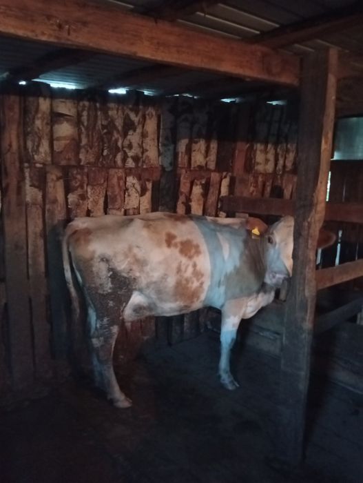 Продам коров 4 голов