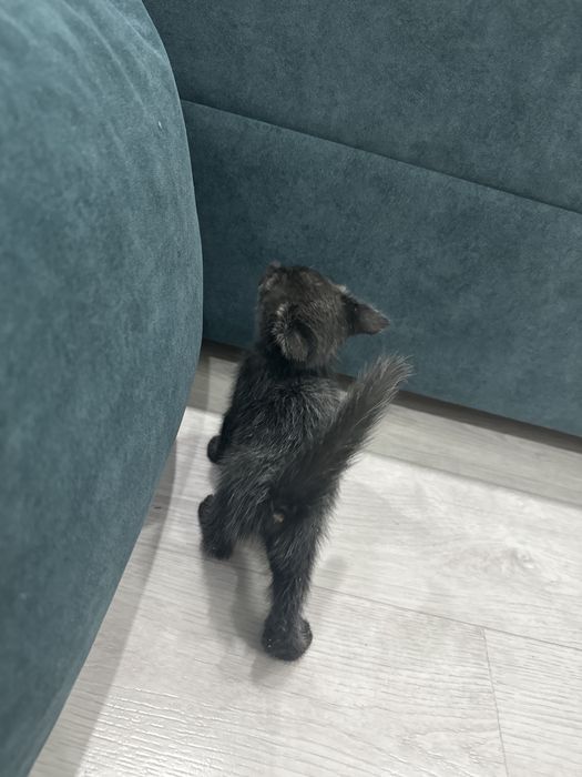 Котята можете жду