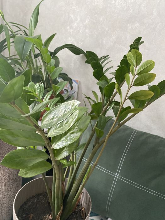 Продам алое 5 лет в горшке