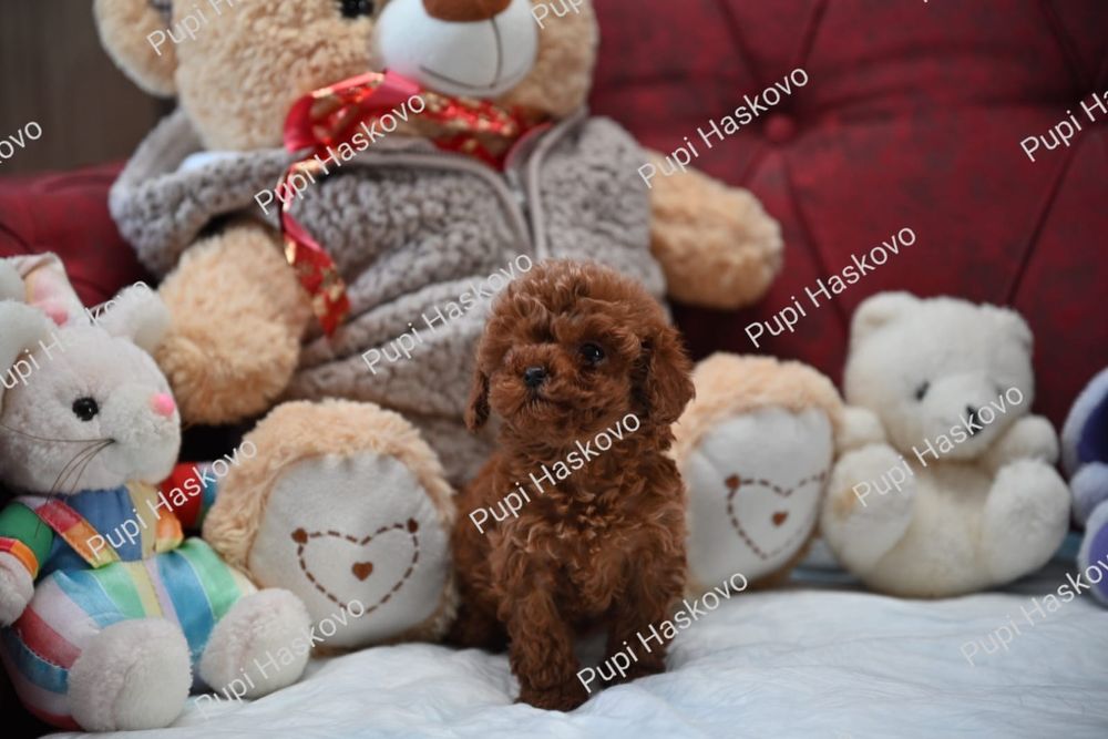 Микро пудел [micro poodle] развъдник Хасково БАБХ