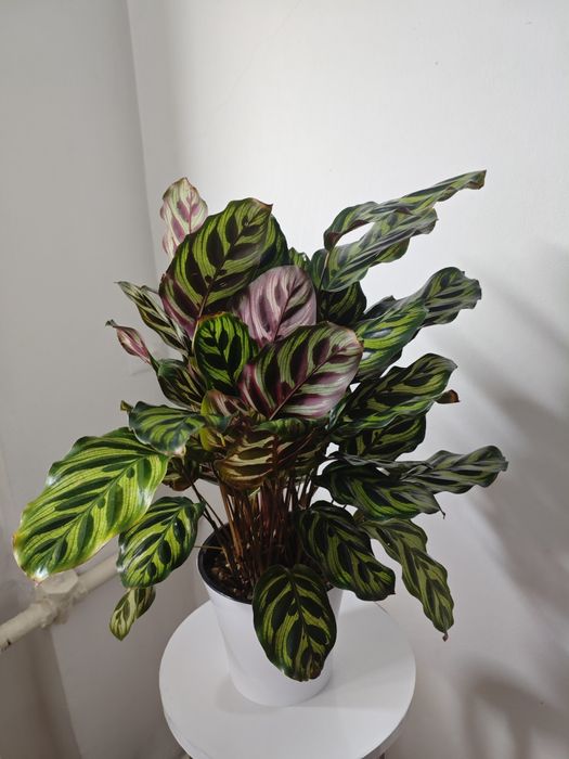 Калатея Макояна продаётся