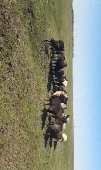 Бараны овцы ягнята