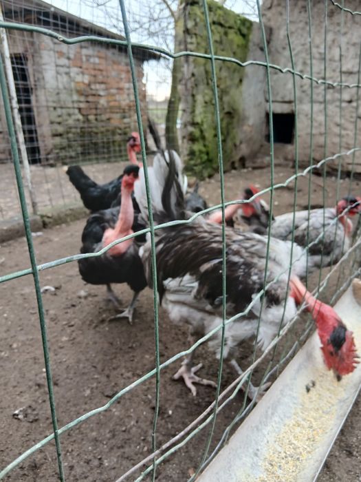 Oua gat golas de Transilvania