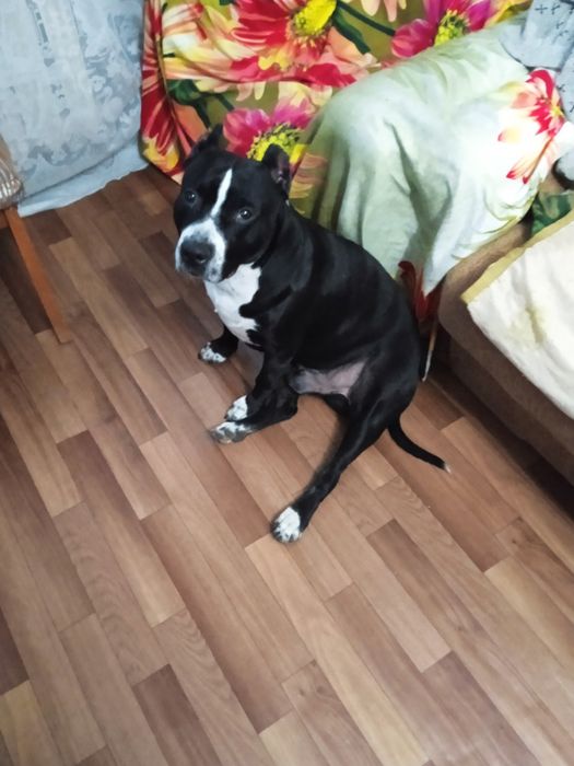 Вязка кабель Питбуля окрас черно белый красавец.