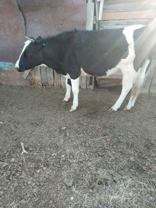 Продам КРС оптом