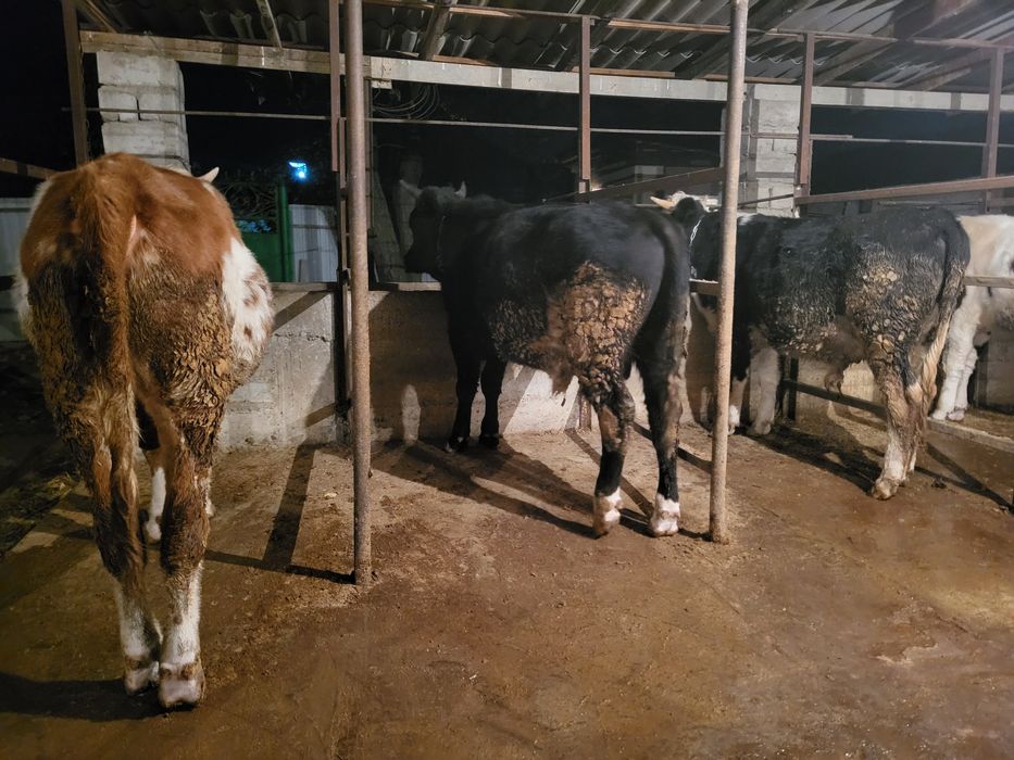 Бұқа Бык сатылады срочно