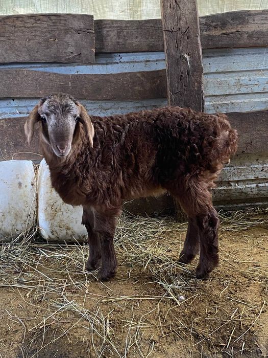 Продам ягнят сено корм едят